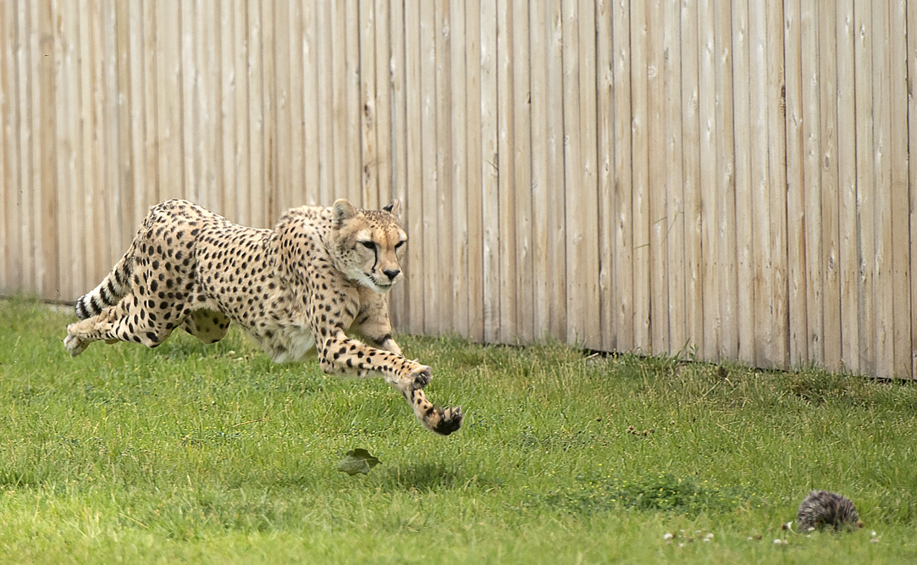 cheetah race